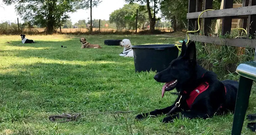 Hundeausbildung - Hunde auf der Wiese machen Platz