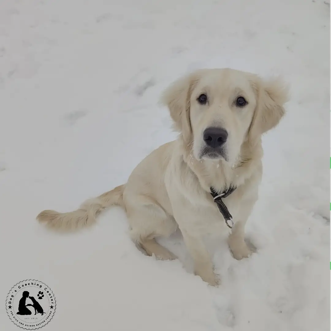 Ein Junger Hund sitzend im Schnee